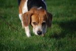 Photo Beagle