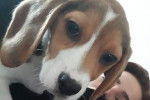 Tara - Beagle Femelle (3 mois)