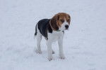 Photo Beagle