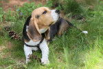 Photo Beagle