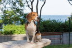 Photo Beagle