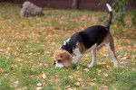 Photo Beagle