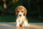 Un chiot Beagle