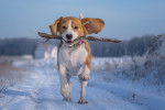Photo Beagle