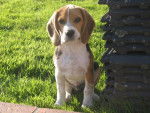 Frizbee De L'Echo des Fontaines - Beagle Mâle (11 mois)