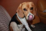ella - Beagle Femelle (2 ans)