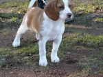 Chanel - Beagle Femelle (2 ans)