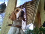 Lefky - Beagle Femelle (2 ans)