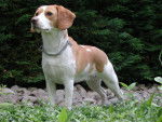 Eve - Beagle Femelle (2 ans)