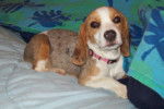 Butterscotch - Beagle Femelle (4 ans)