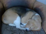 Fibule - Beagle Femelle (2 ans)