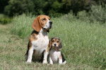 Maman et Petit - Beagle Femelle