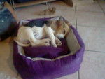 Hiago - Beagle Mâle (4 mois)