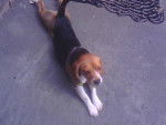Luna :3 - Beagle Femelle (1 an)