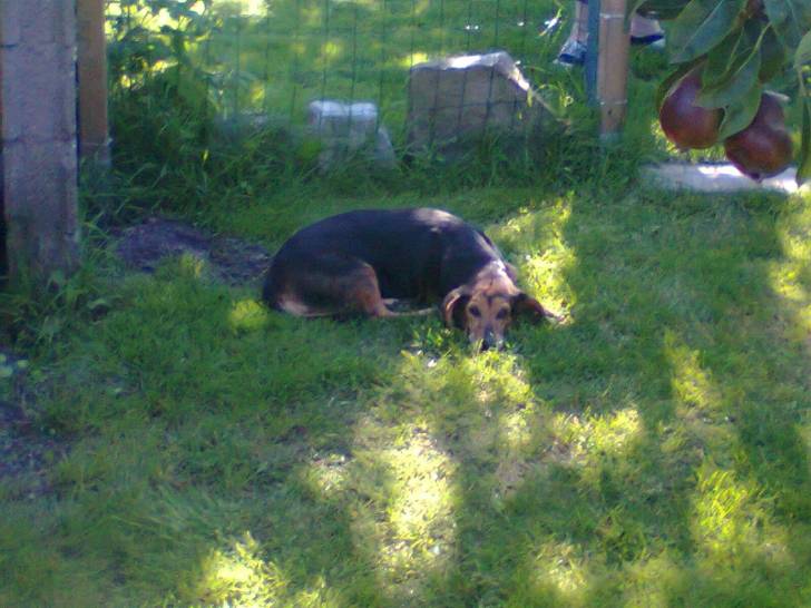 Chipie - Beagle Femelle (12 ans)