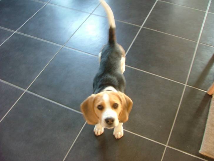Ginko - Beagle Mâle (8 mois)