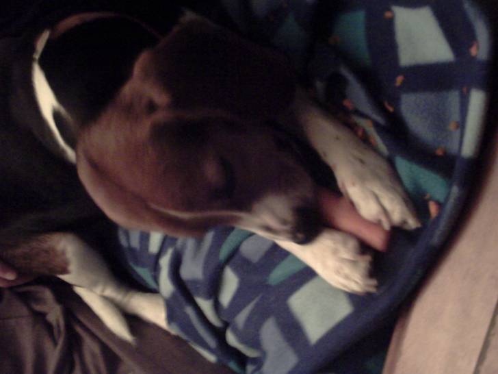 jipsie - Beagle Femelle (1 an)