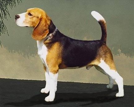 nugget - Beagle Femelle (2 ans)