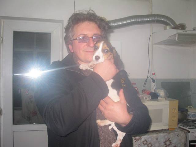 mika - Beagle Femelle (8 mois)