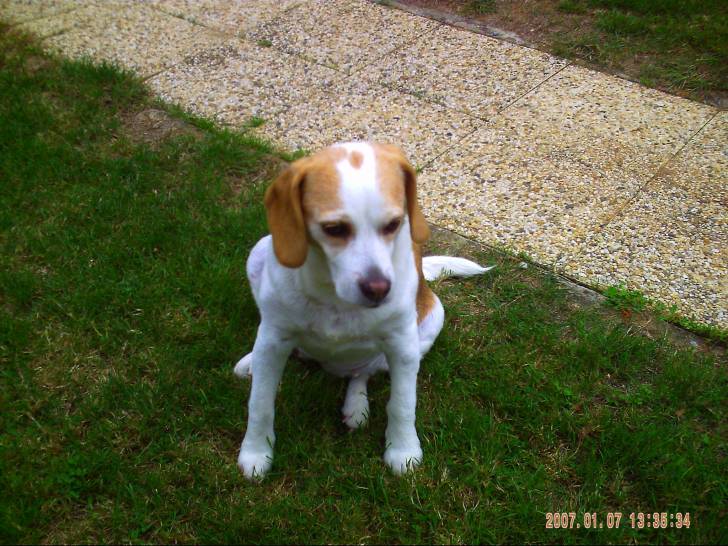 naty - Beagle Femelle (13 ans)