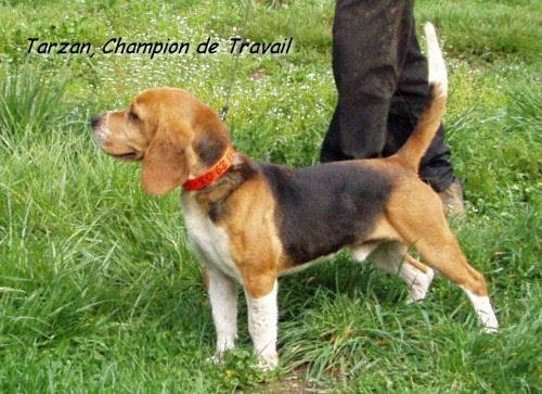 Beagle - Beagle