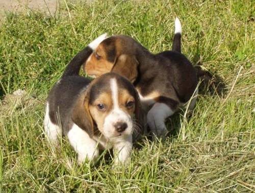 Beagle - Beagle