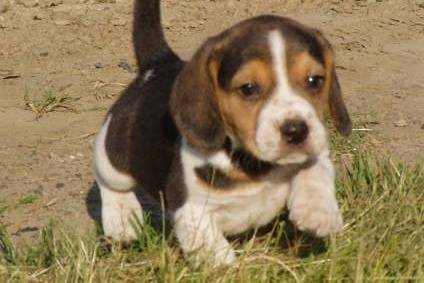 Beagle - Beagle