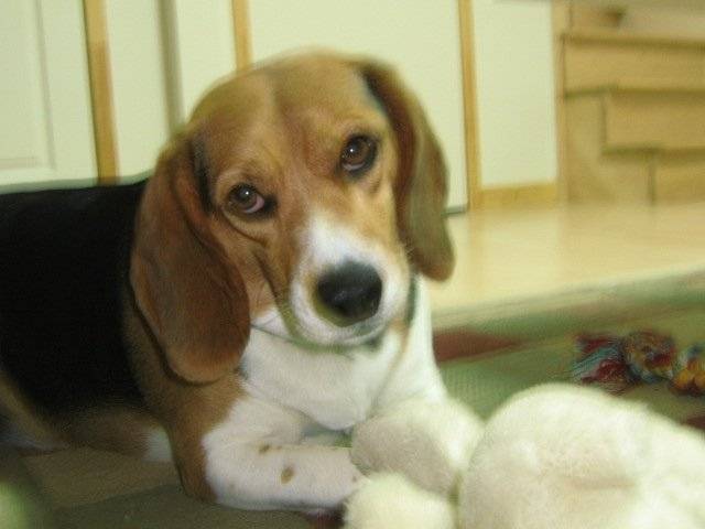 Dixie - Beagle