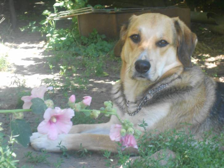 Fasgianu - Beagle Mâle (2 ans)