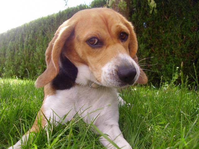 BEAGLE Angie - Beagle