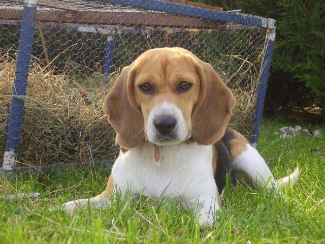 BEAGLE Angie - Beagle