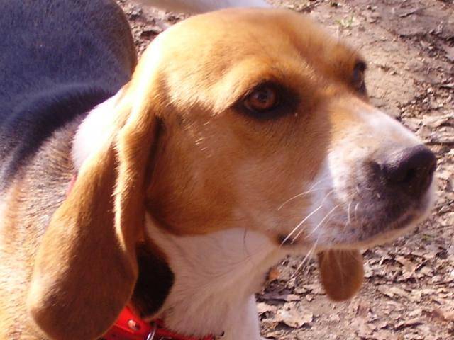 beagle - Beagle