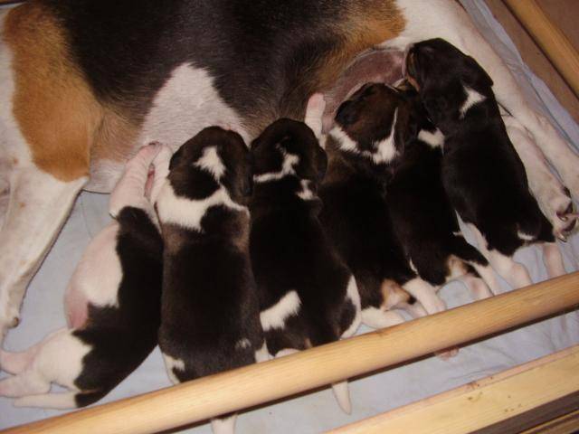 beagle ANGIE & ses bb - Beagle