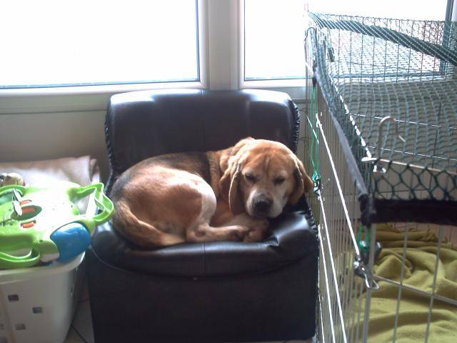 Ulla ,beagle - Beagle