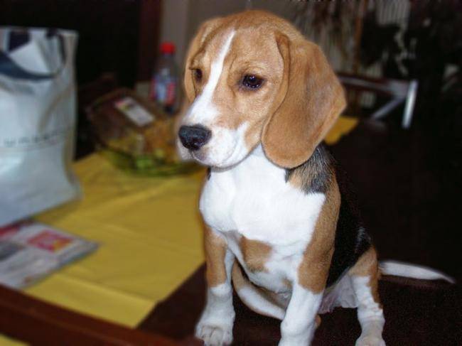 Photo Winnie femelle Beagle de 4 mois : Beagle (4 mois) Photo Winnie femelle Beagle de 4 mois : Beagle (4 mois)