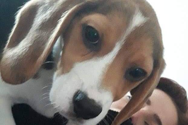 Tara - Beagle Femelle (3 mois)