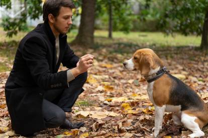 Un homme en train d'éduquer son Beagle