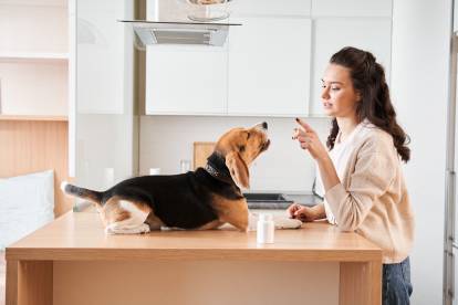 Un Beagle en train d'écouter sa propriétaire