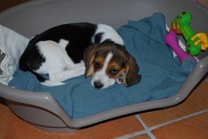 Fiona - Beagle Femelle (2 ans)