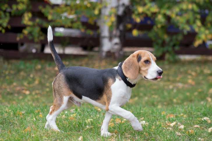 Le Beagle