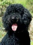 mon chien - Barbet (1 an)