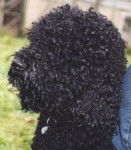 Barbet - Barbet