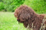 Photo Barbet