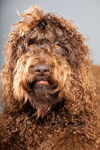 Photo Barbet