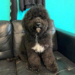 Un Barbet assis sur un canapé et regardant vers la caméra