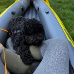 Un Barbet assis sur les jambes d'une personne et portant un harnais