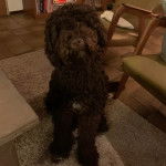 Un Barbet assis dans un appartement