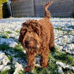 Un Barbet sur une surface herbeuse et enneigée