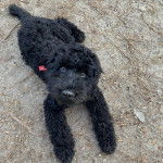 Un Barbet allongé sur une surface sableuse et regardant vers la caméra