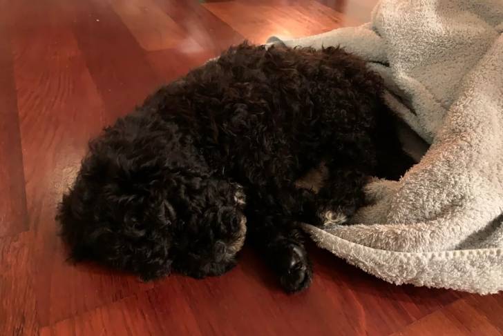 Un Barbet allongé sur un parquet et semblant dormir